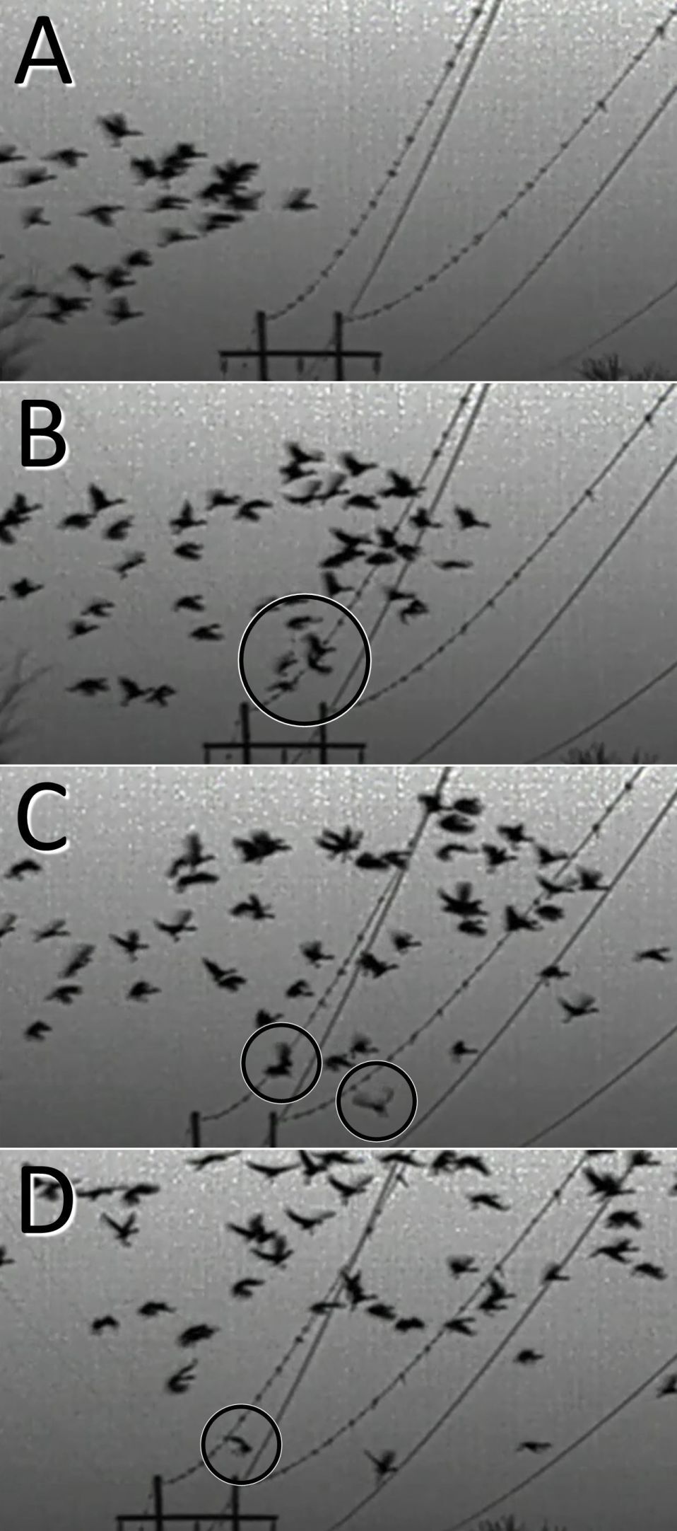 Crane collisions